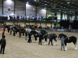 201803 Shire Horse Society Spring Show In Stafford