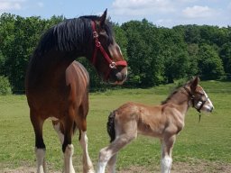 Chevaux / Horses - Poulains / Foals