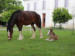 Chevaux / Horses &raquo; Poulains