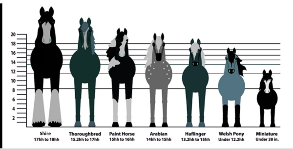 Taille de plusieurs races de chevaux