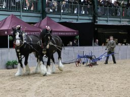 201803 Shire Horse Society Spring Show In Stafford