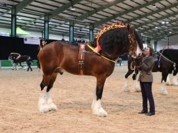 Actualités / News &raquo; 201803 Shire Horse Society Spring Show In Stafford