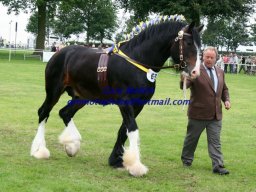Chevaux / Horses &raquo; Etalons / Stallions