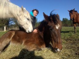 Chevaux / Horses - Hongres / Geldings