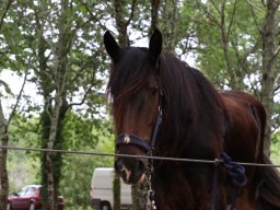 Chevaux / Horses - Hongres / Geldings