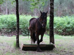 Chevaux / Horses &raquo; Hongres