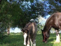 Chevaux / Horses - Poulains / Foals