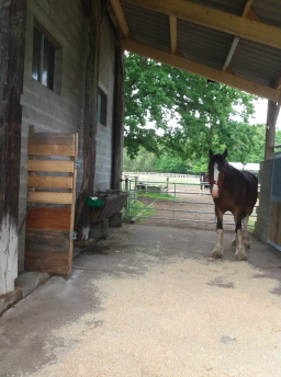 Foaling stall, inside view