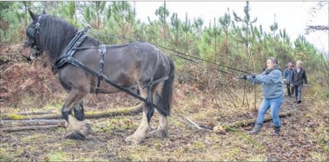 Forget Me Not débarde les bois communaux – déc&rsquo;21