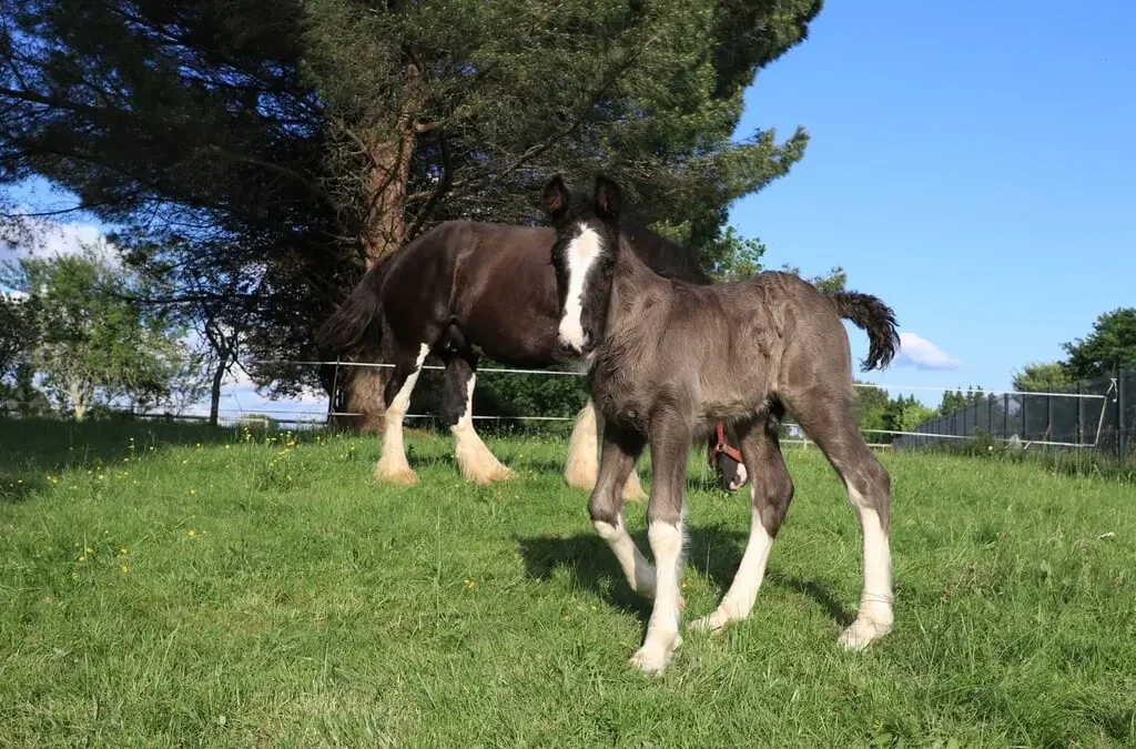 Naissance de Sweet Giant Kasper – 17-avr&rsquo;20