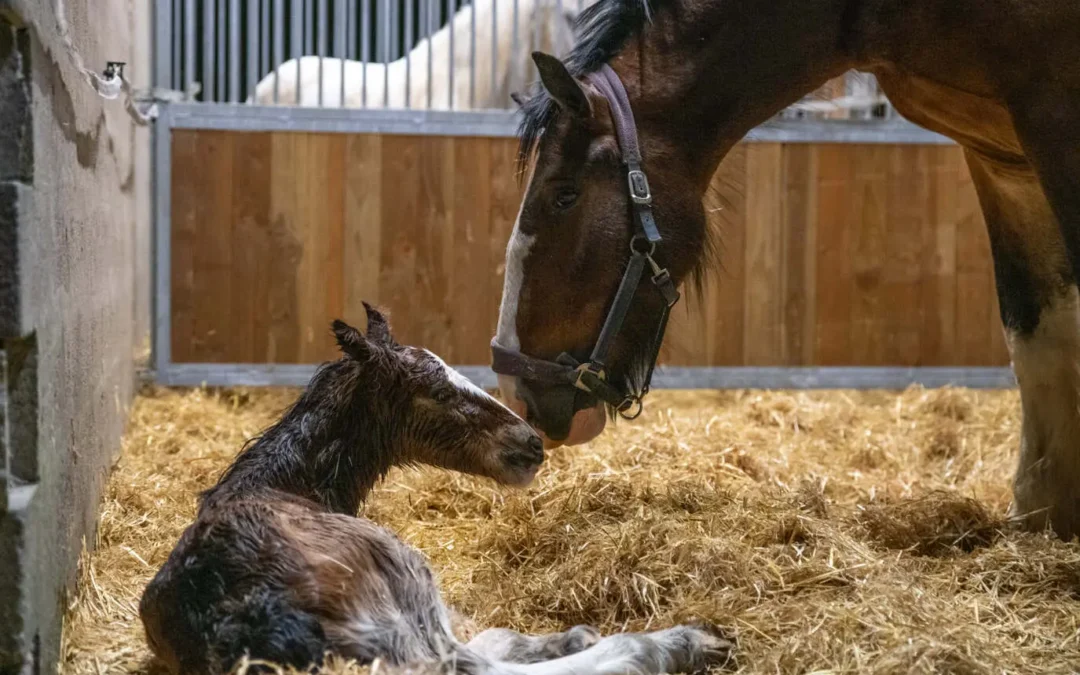 Naissance de Sweet Giant London – 01-avr&rsquo;21