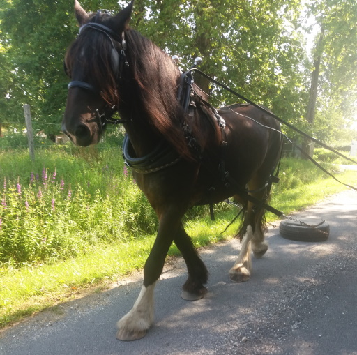 Débourrage attelage pour Forget Me Not – août&rsquo;21